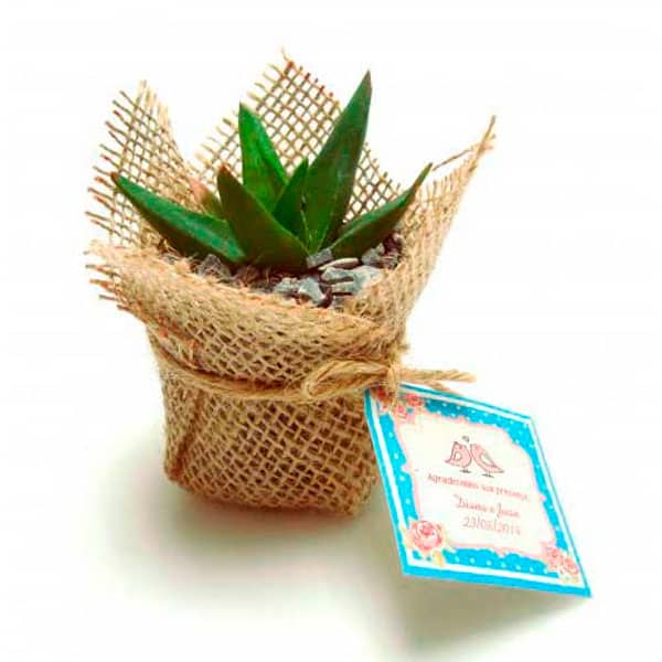 Mini Suculenta Jutinha